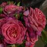 The Journey rose photo