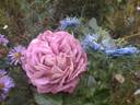 The Journey rose photo
