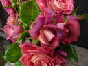 The Journey rose photo