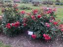 KO 14/4566-07 rose photo