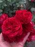 KO 14/4566-07 rose photo