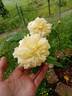 Céline Forestier rose photo