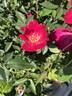 Betty Vickers rose photo