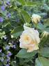Alabaster rose photo