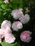Ispahan rose photo