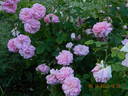Ispahan rose photo