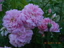 Ispahan rose photo