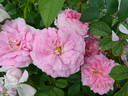 Ispahan rose photo