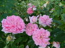 Ispahan rose photo