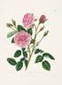 Moss Provence rose photo