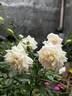 Madame Bravy rose photo