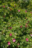 Rosa pendulina 'Lina' rose photo