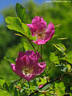 Rosa pendulina 'Lina' rose photo