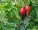 Rosa pendulina 'Lina' rose photo