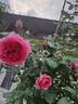 Parade rose photo
