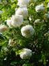 Madame Alfred Carrière rose photo