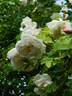 Madame Alfred Carrière rose photo