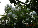 Madame Alfred Carrière rose photo