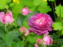 Belle de Crécy rose photo