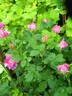 Belle de Crécy rose photo