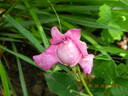 Belle de Crécy rose photo