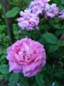 Belle de Crécy rose photo