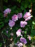 Belle de Crécy rose photo
