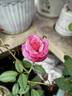 Archiduc Joseph rose photo