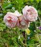 Divina rose photo