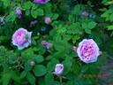 Comte de Chambord - in commerce rose photo