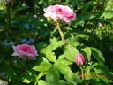 Comte de Chambord - in commerce rose photo