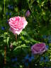Comte de Chambord - in commerce rose photo