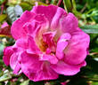 Erfurt rose photo