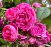 Parade rose photo