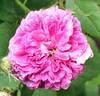 Belle de Crécy rose photo
