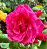 Electron ® rose photo