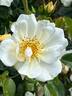 City of York rose photo