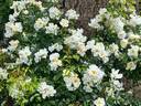 City of York rose photo