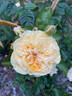 Sweet Jane™ rose photo