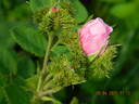 Centifolia Cristata rose photo