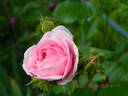 Centifolia Cristata rose photo