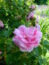 Centifolia Cristata rose photo