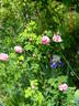 Centifolia Cristata rose photo