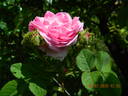 Centifolia Cristata rose photo