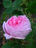 Centifolia Cristata rose photo