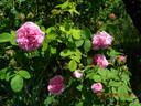 Centifolia Cristata rose photo