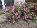 Excellenz von Schubert rose photo