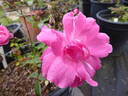 Alice Hamilton rose photo