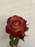Léonidas rose photo