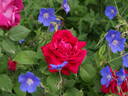 Dupuy Jamain rose photo